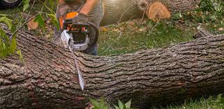 Reliable Aspinwall, PA Tree Services Solutions