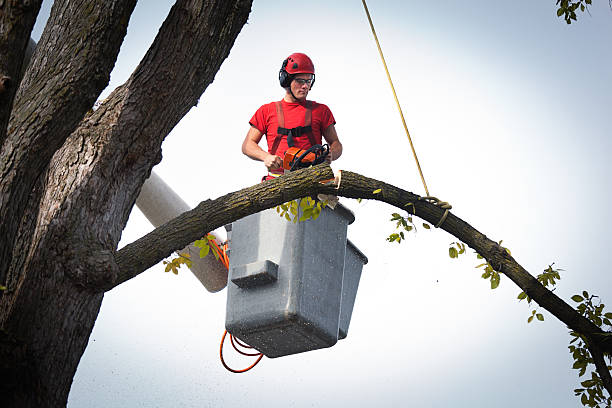 Best Leaf Removal  in Aspinwall, PA