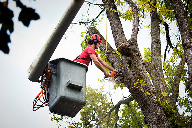 How Our Tree Care Process Works  in Aspinwall, PA